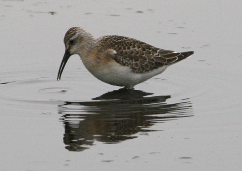 Curlew Sandpiper