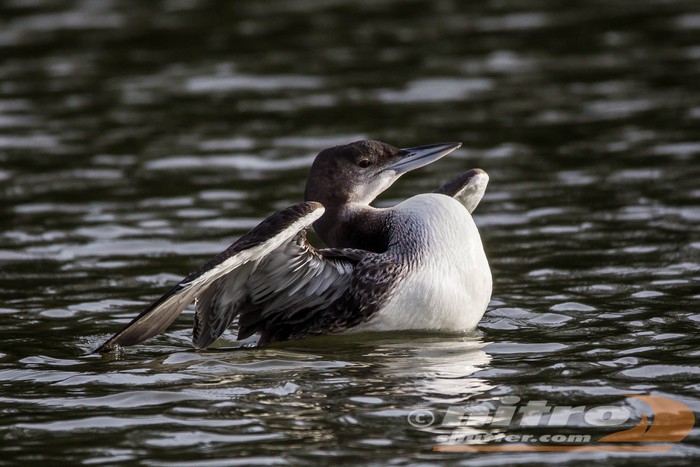 Great Northern Diver