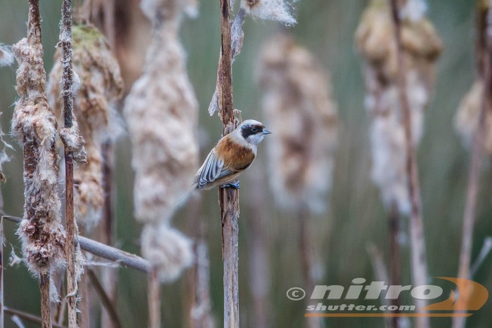 Penduline Tit