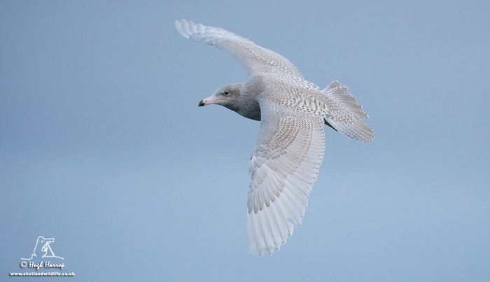 Glaucous Gull