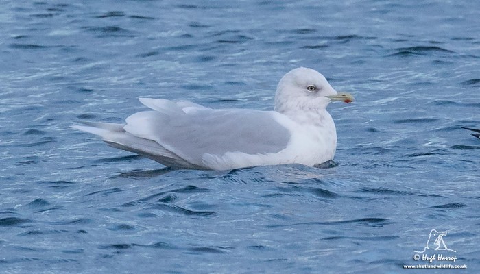 Iceland Gull
