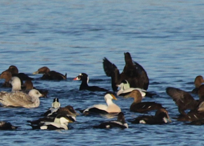 Surf Scoter