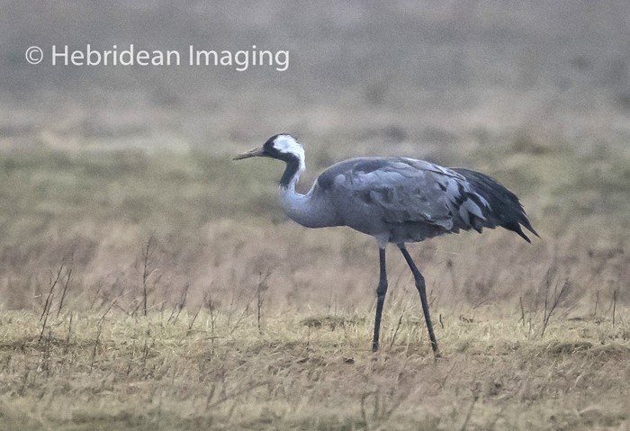 Common Crane