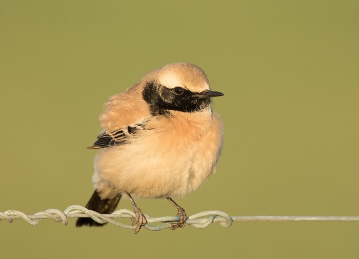 Desert Wheatear