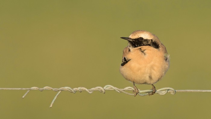 Desert Wheatear
