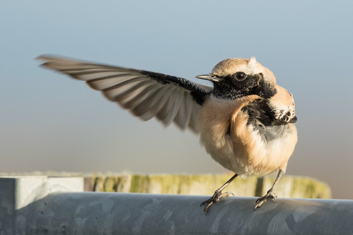 Desert Wheatear