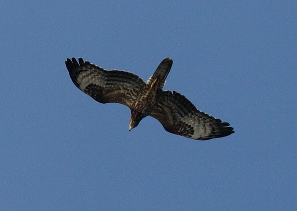 Honey Buzzard