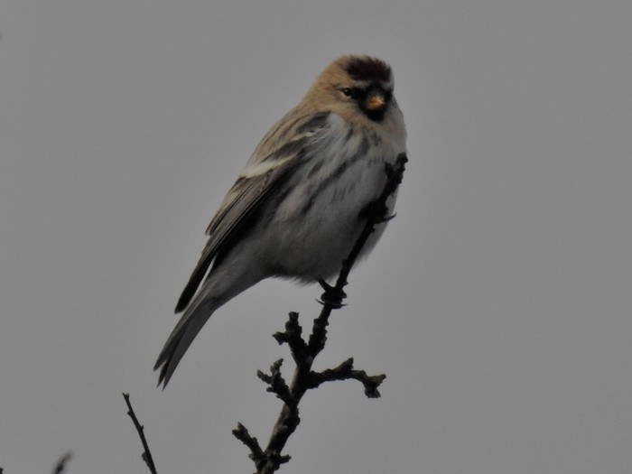 Coues's Arctic Redpoll