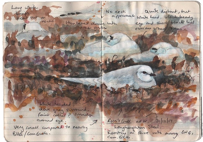 Ross's Gull
