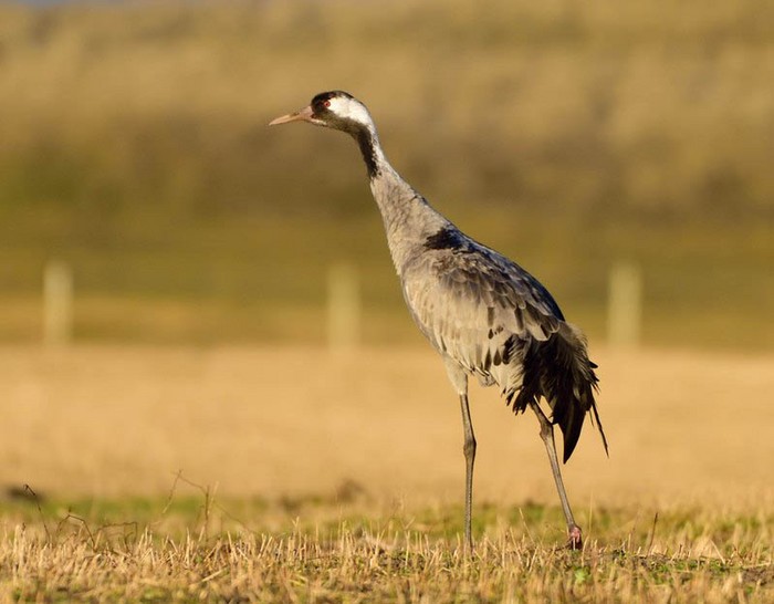 Common Crane
