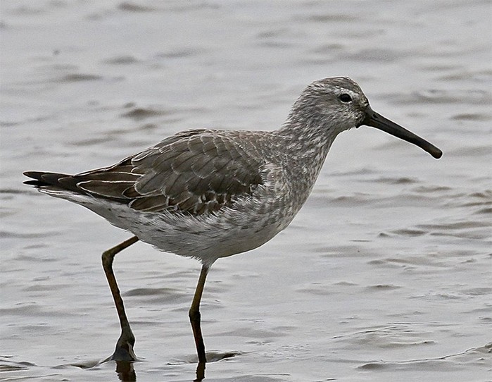 Stilt Sandpiper