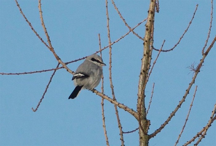 Great Grey Shrike