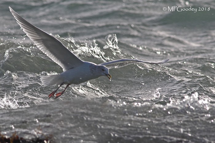 Kumlien's Gull