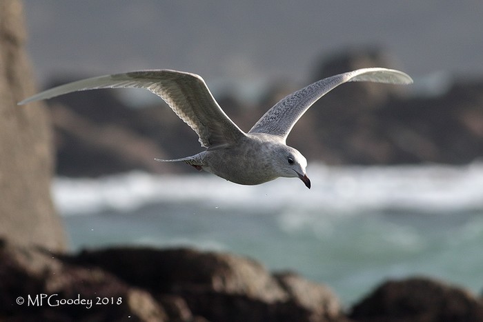 Iceland Gull