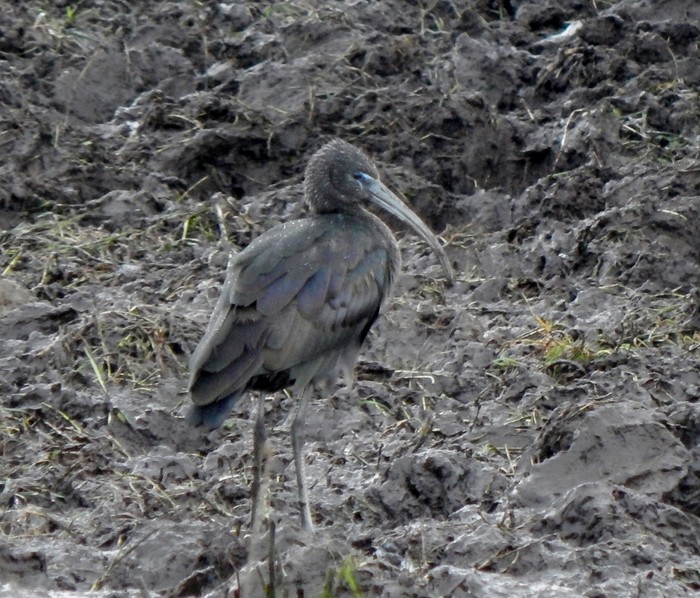 Glossy Ibis