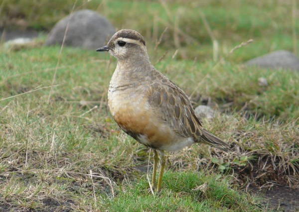 Dotterel
