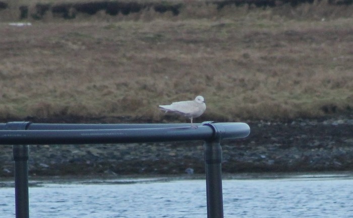 Iceland Gull