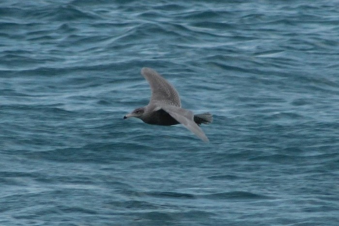 Glaucous Gull