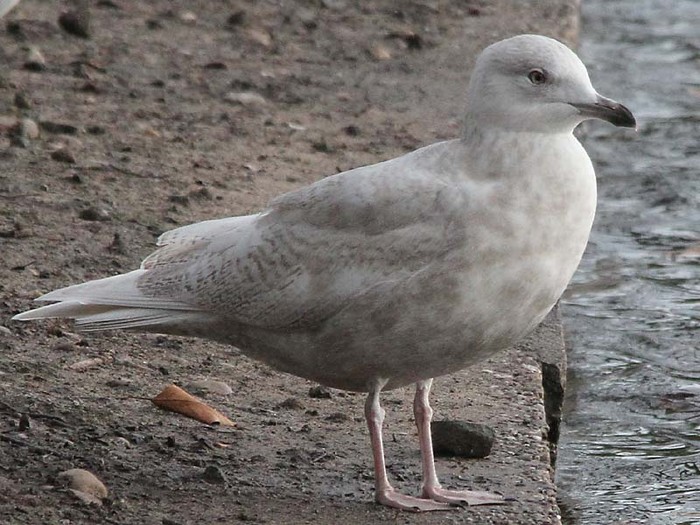 Iceland Gull