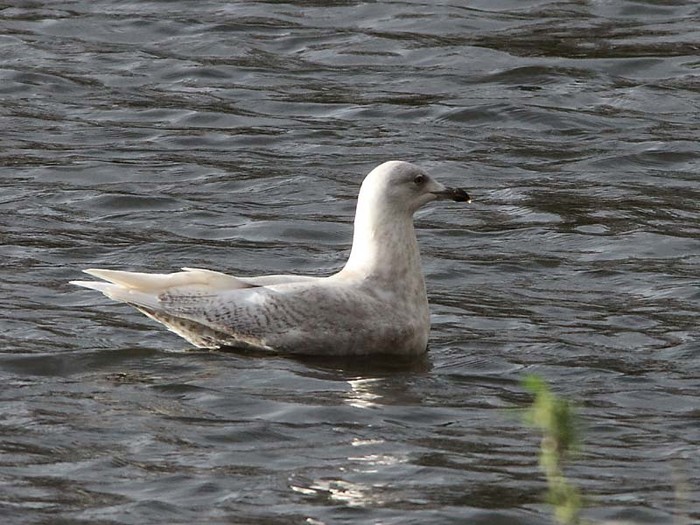 Iceland Gull