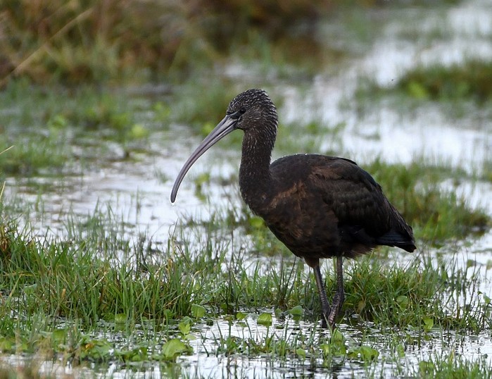 Glossy Ibis