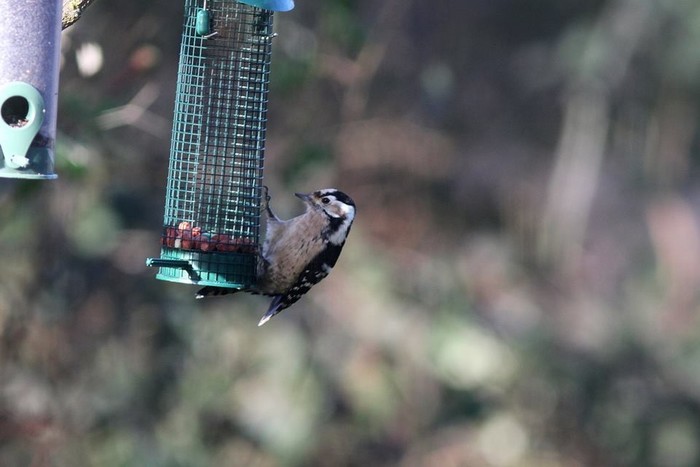 Lesser Spotted Woodpecker