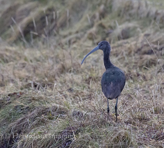 Glossy Ibis