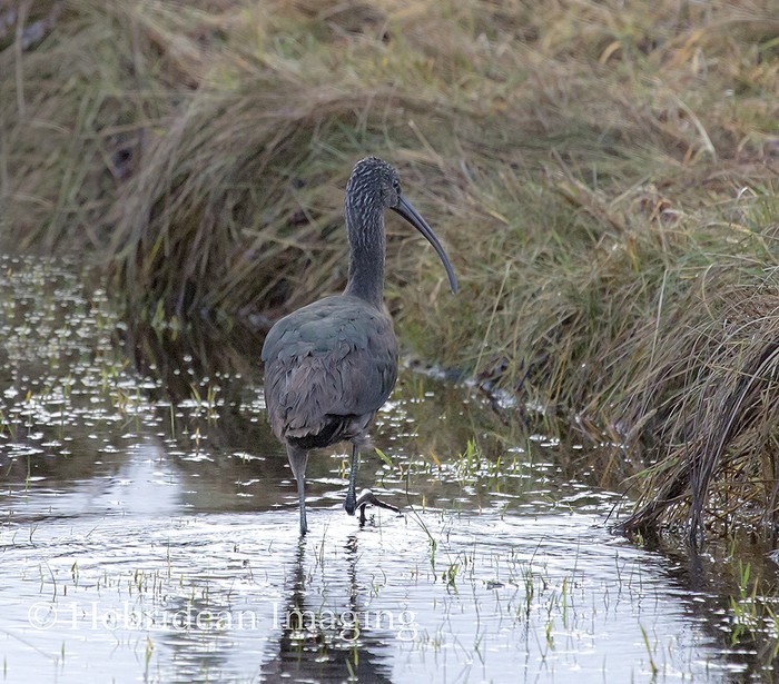 Glossy Ibis