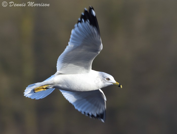 Ring-billed Gull