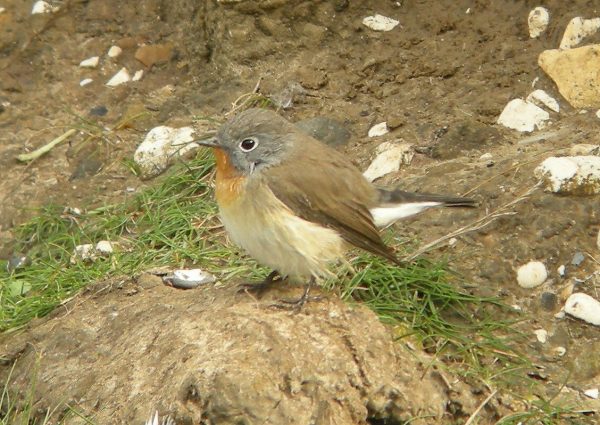 Red-breasted Flycatcher