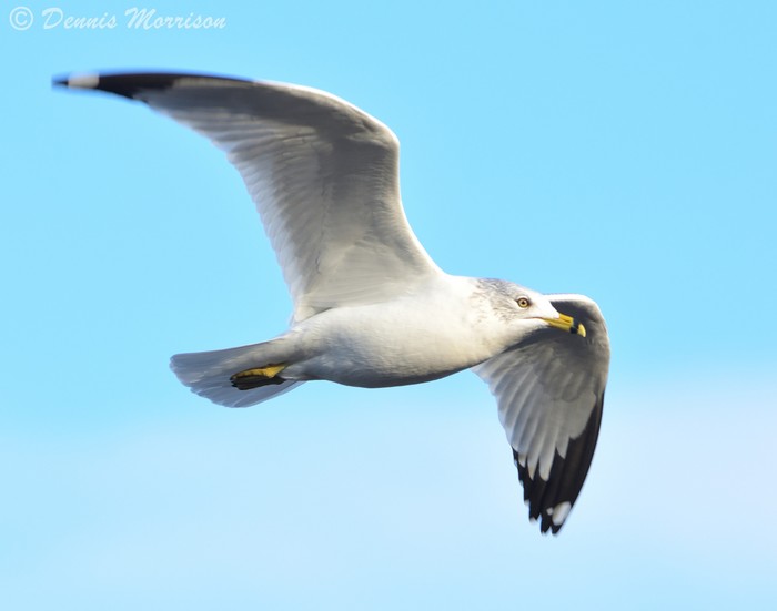 Ring-billed Gull