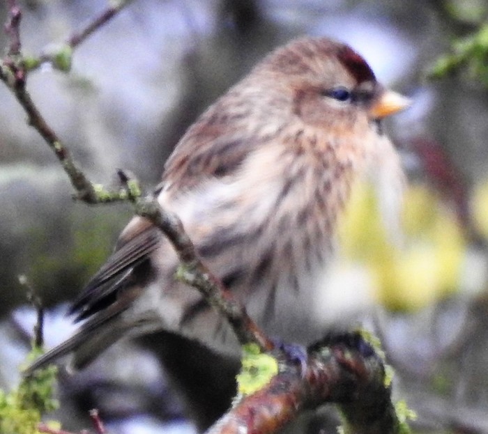 Lesser Redpoll