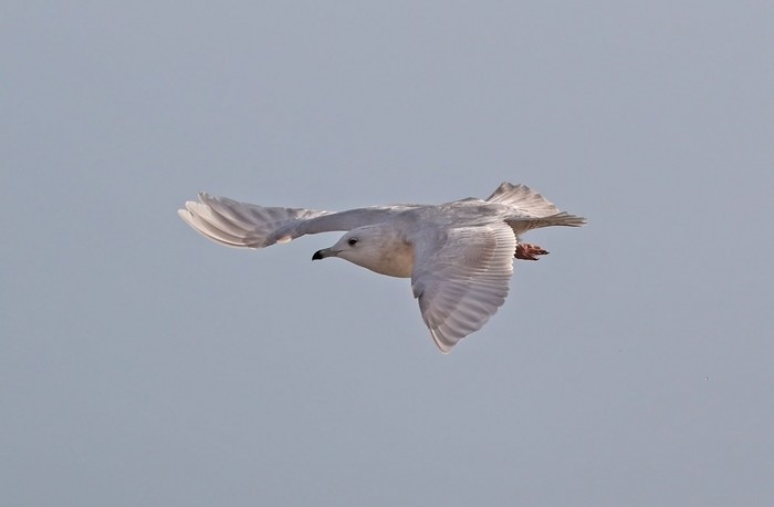 Iceland Gull