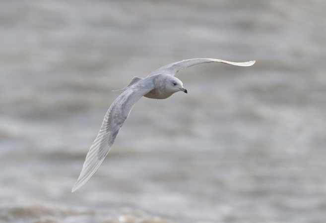 Iceland Gull