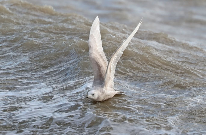 Iceland Gull