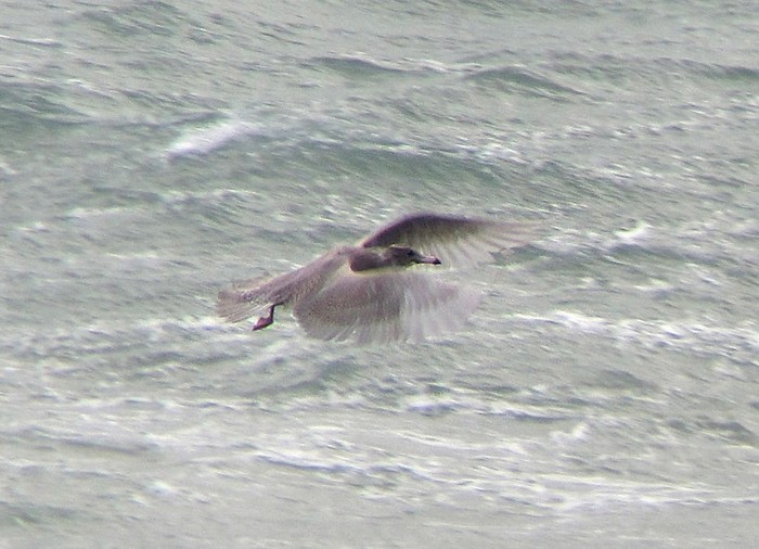 Glaucous Gull