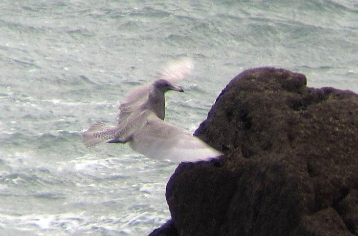 Glaucous Gull
