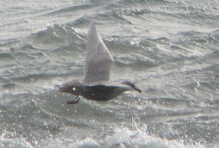 Iceland Gull