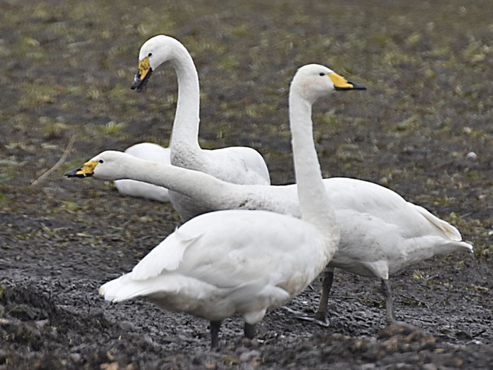 Whooper Swan