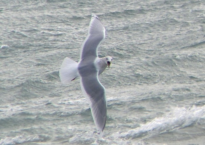 Kumlien's Gull