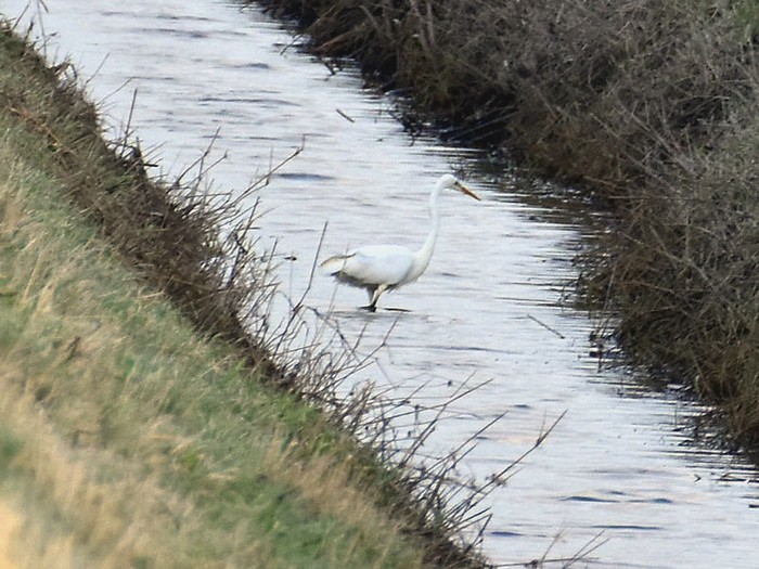 Great White Egret