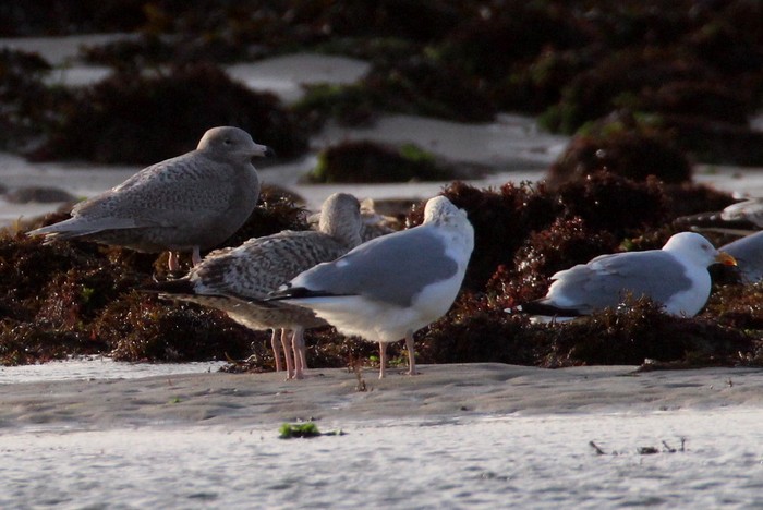 Glaucous Gull