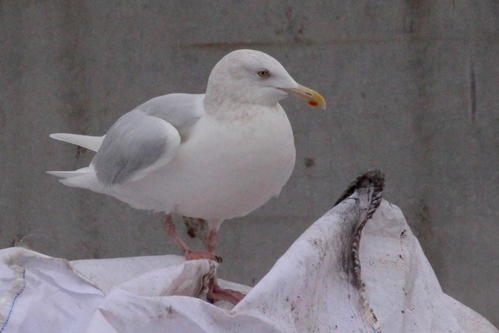 Iceland Gull