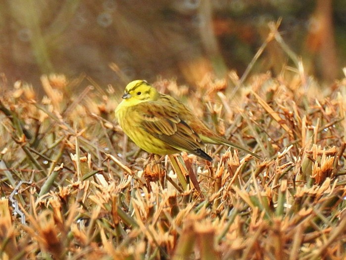 Yellowhammer