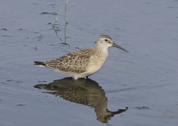 Curlew Sandpiper