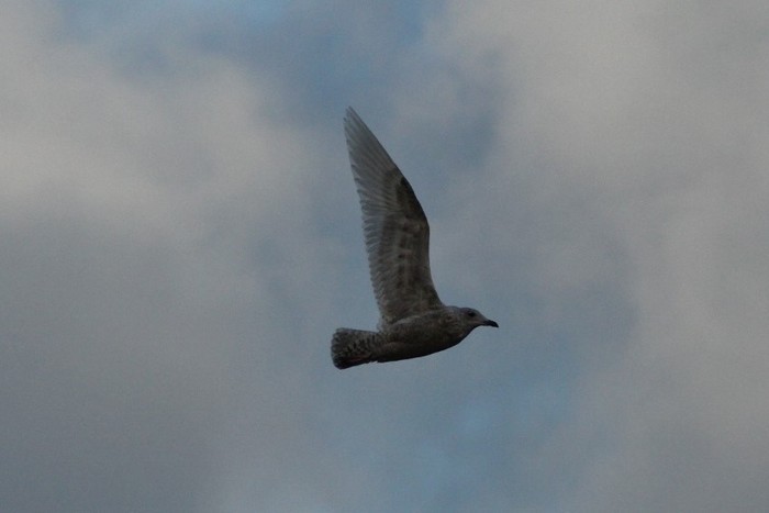Iceland Gull