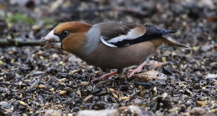 Hawfinch