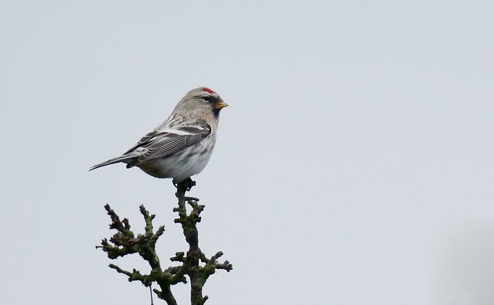 Coues's Arctic Redpoll
