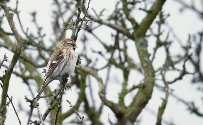 Mealy Redpoll