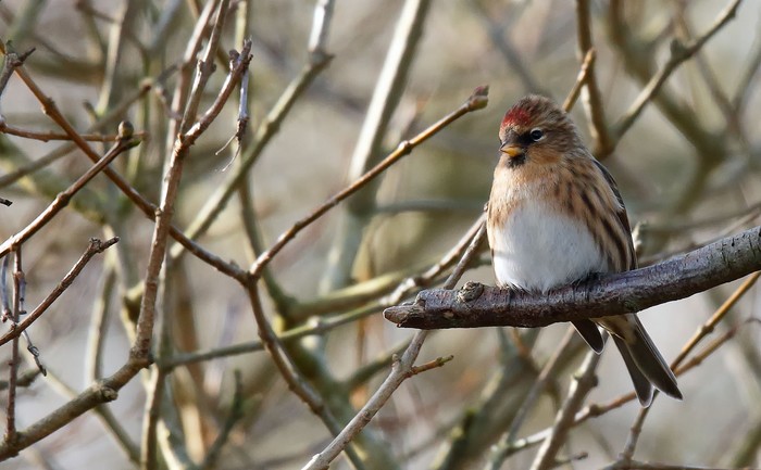 Lesser Redpoll